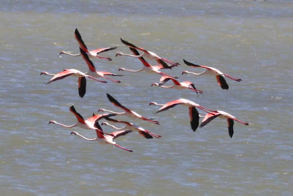 Flamingo