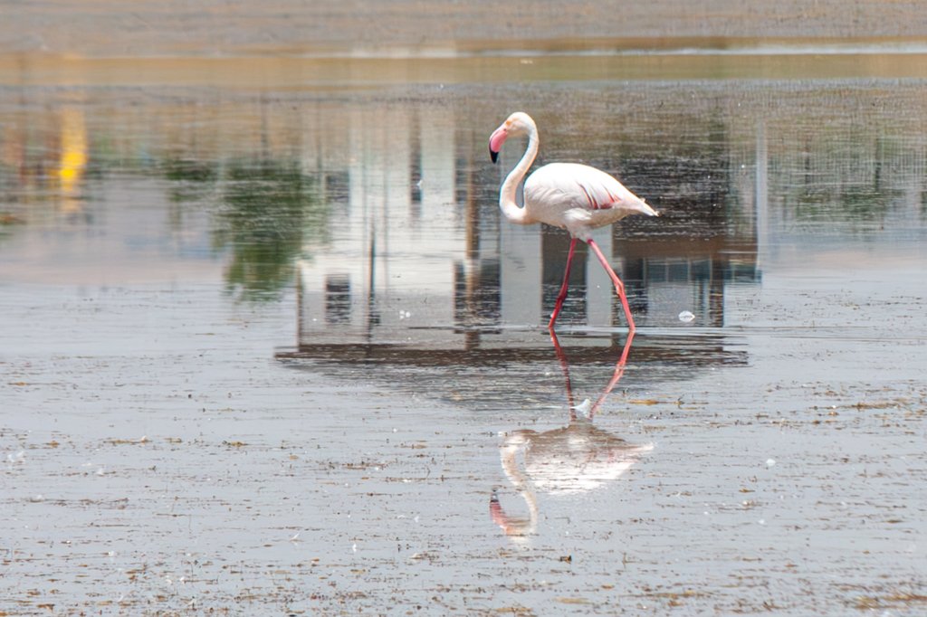Flamingo