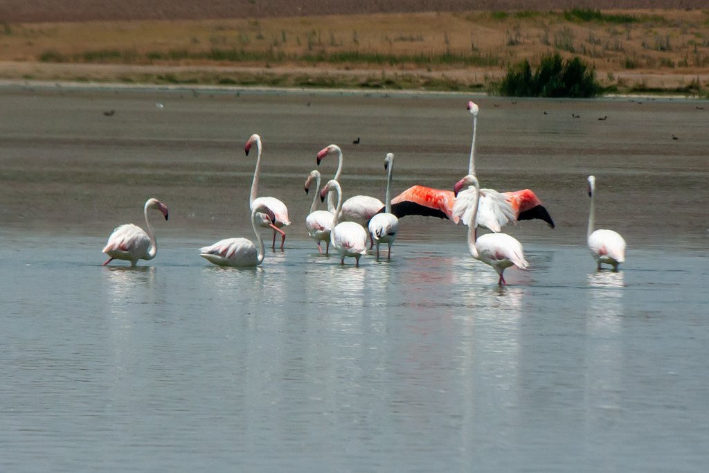 Flamingo