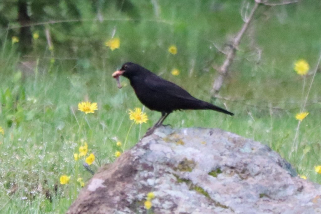 Karatavuk