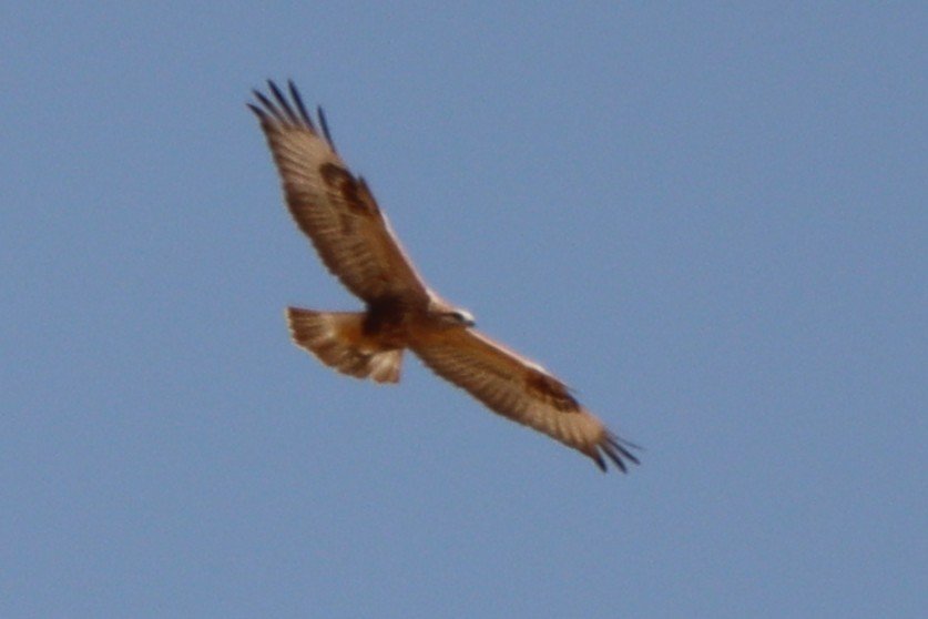 Kızıl Şahin