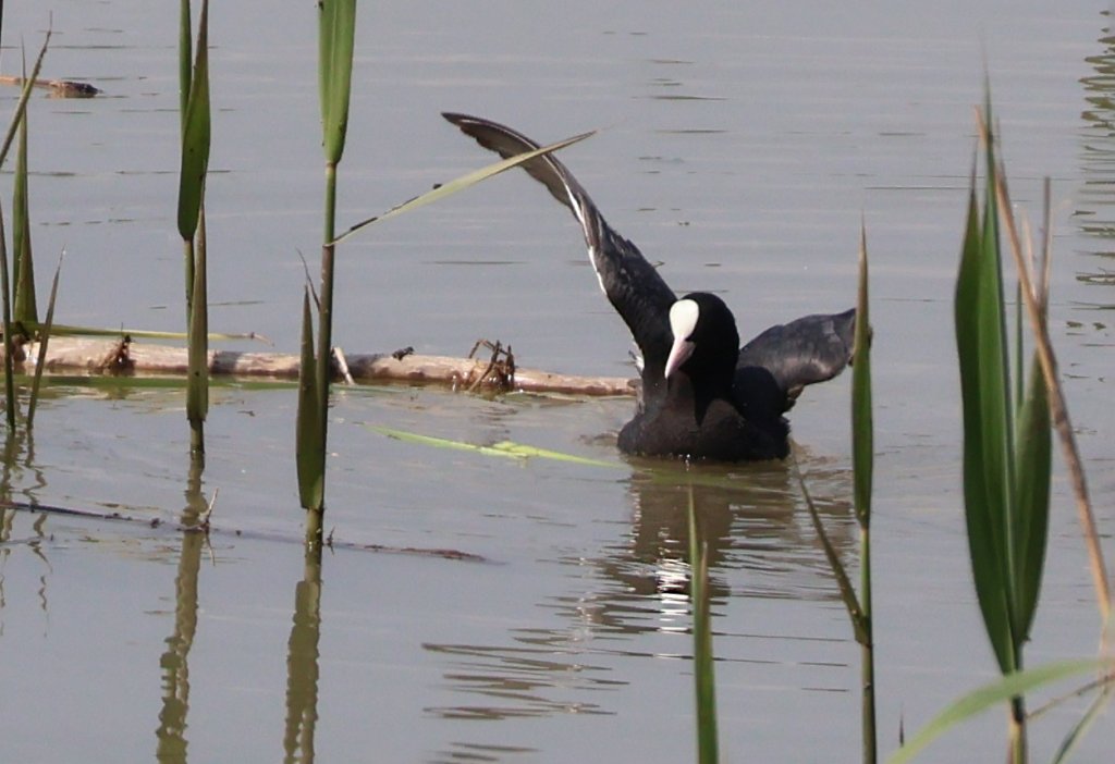 Sakarmeke