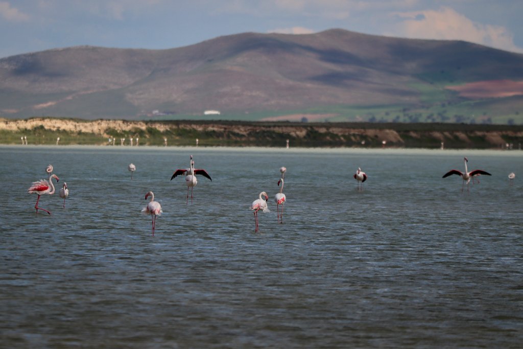 Flamingo