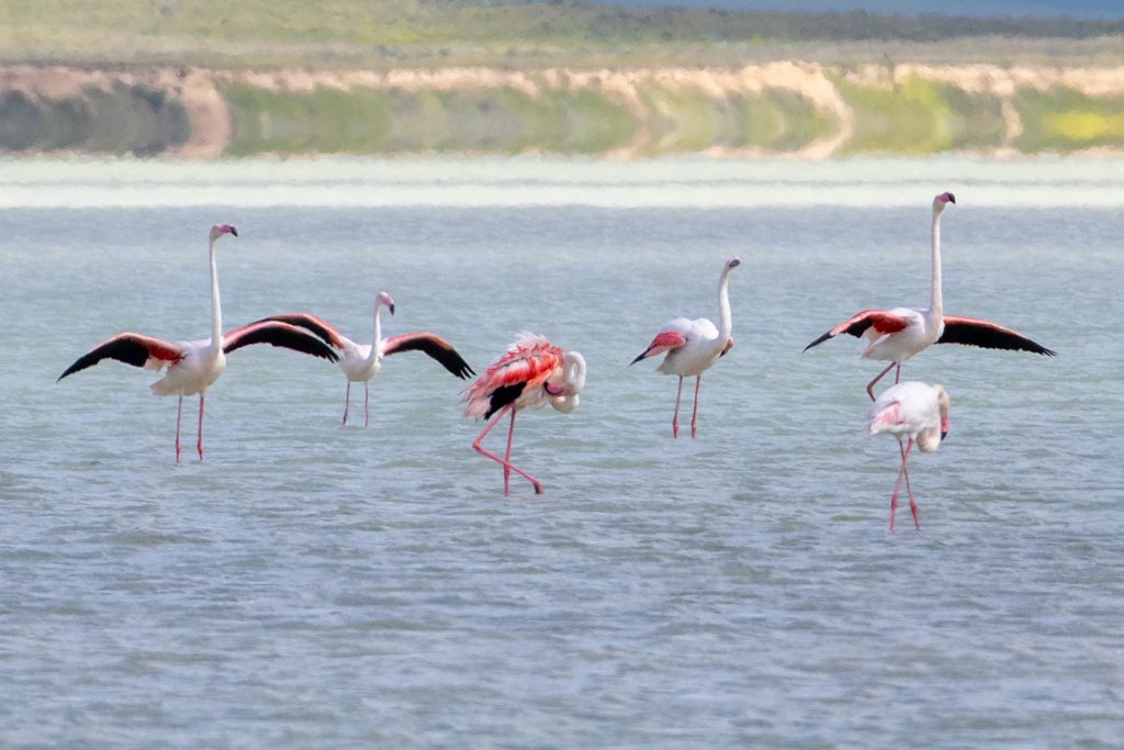 Flamingo