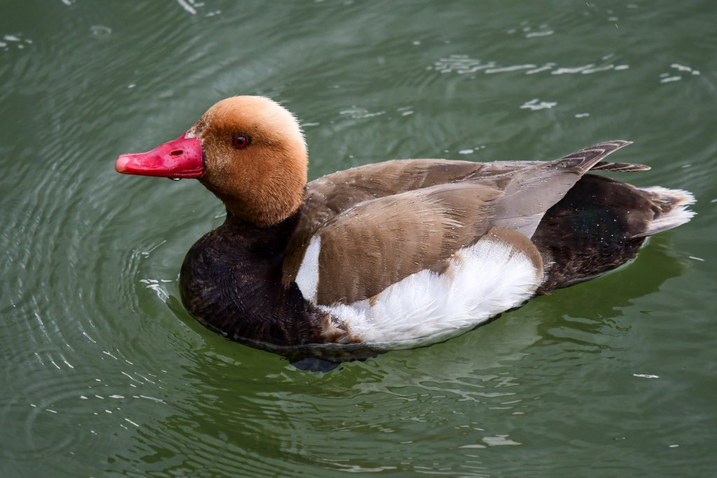 Macar Ördeği