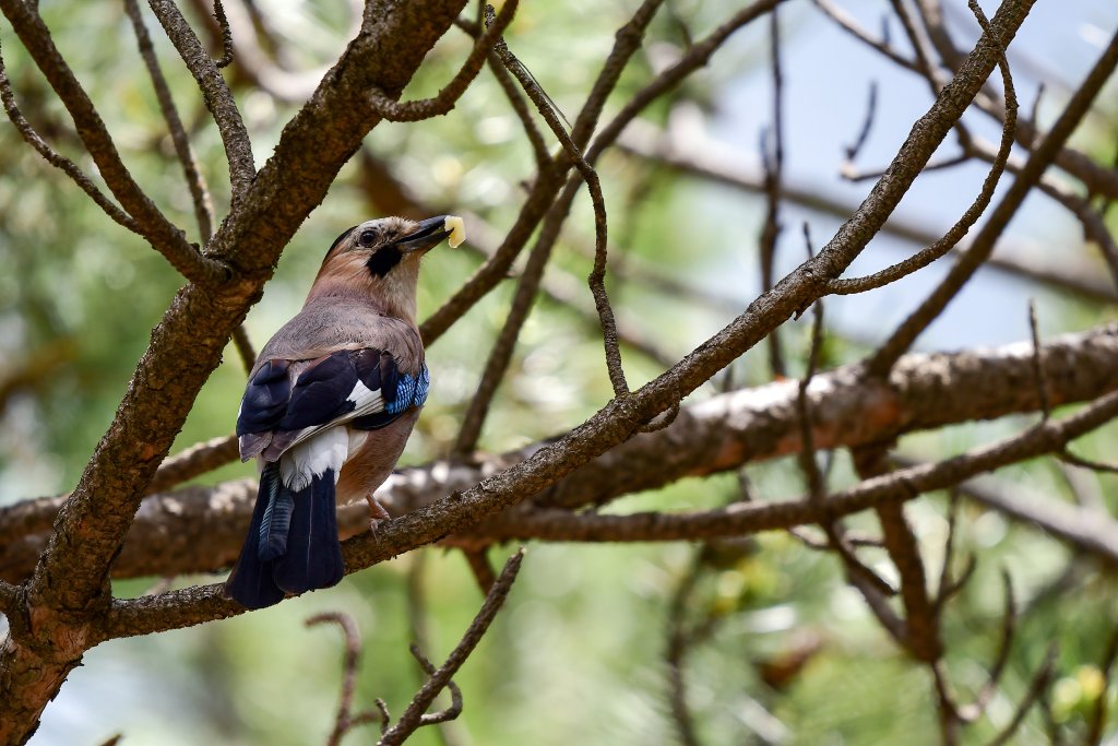 Alakarga