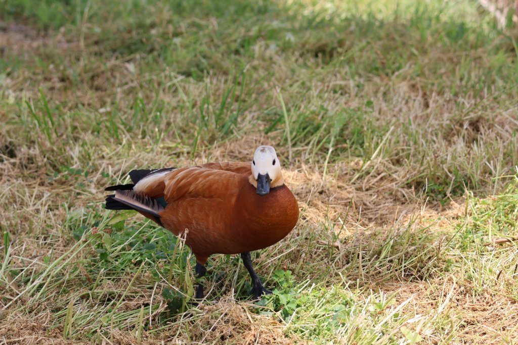 Angıt
