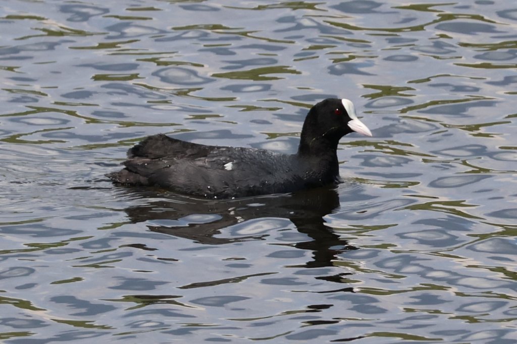 Sakarmeke