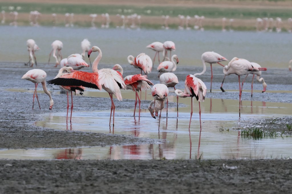 Flamingo