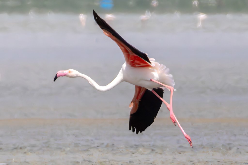 Flamingo
