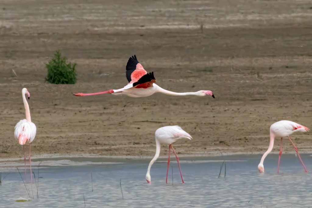 Flamingo