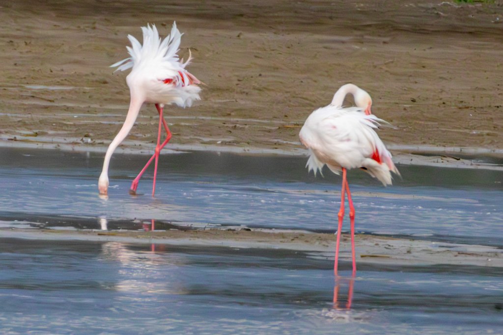 Flamingo