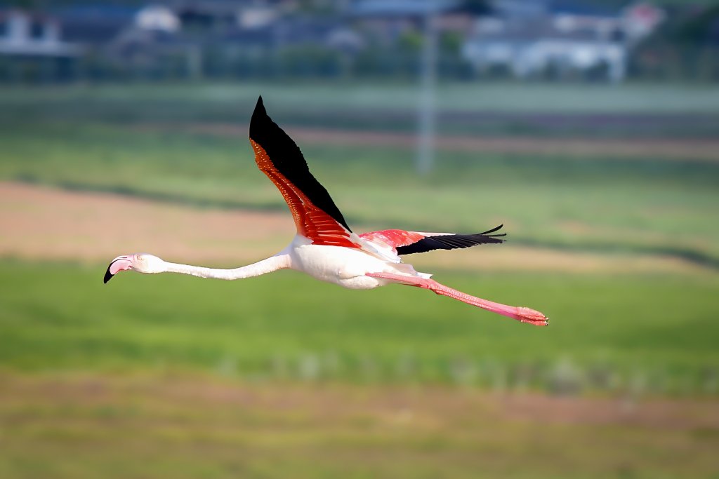 Flamingo