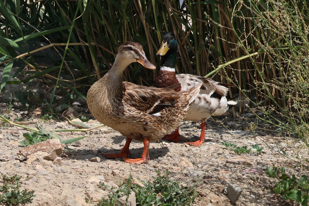 Yeşilbaş
