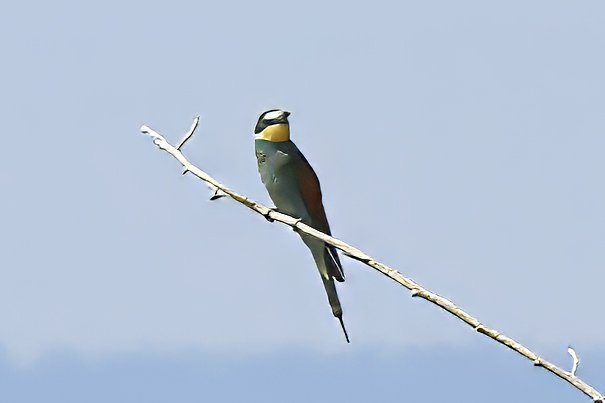 Arıkuşu