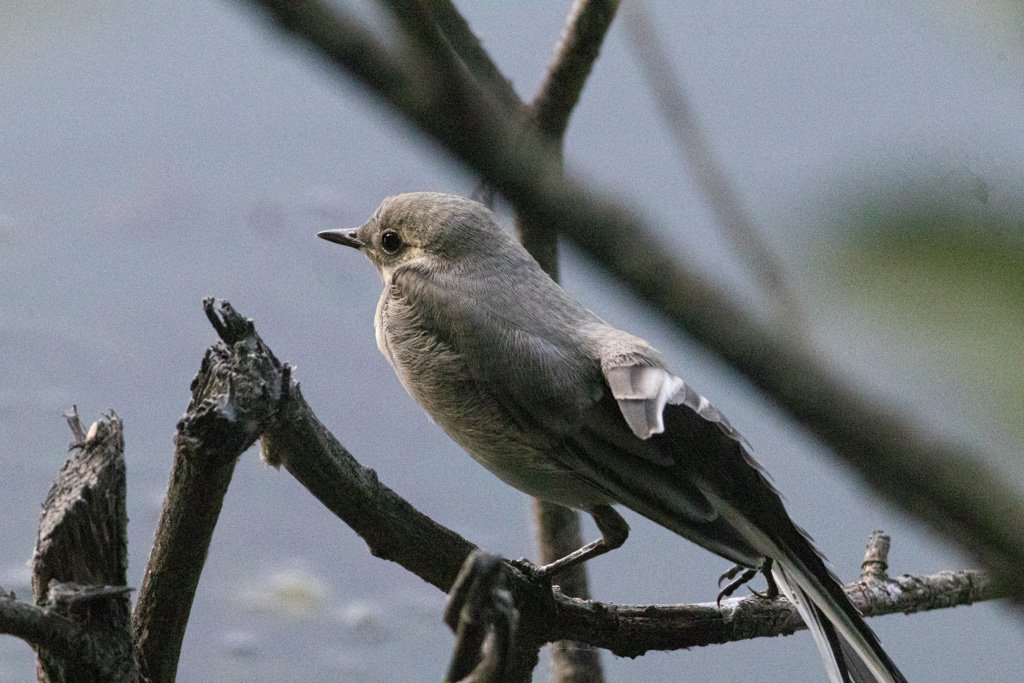 Ak Kuyruksallayan