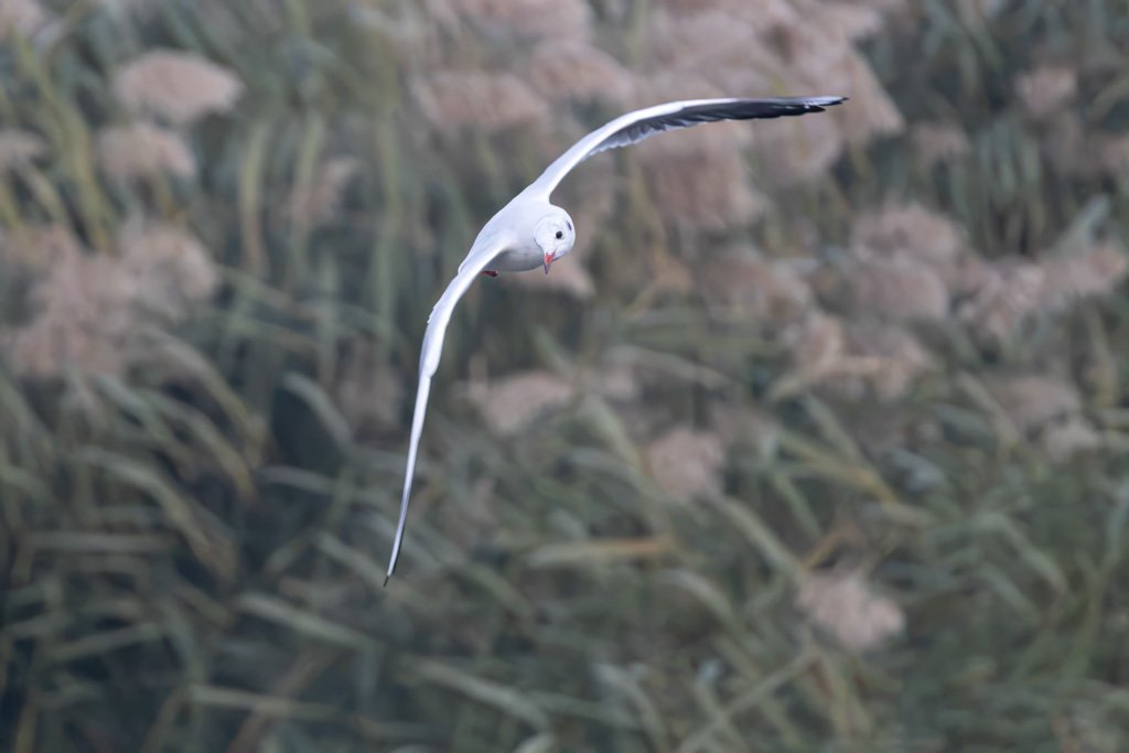 Karabaş Martı
