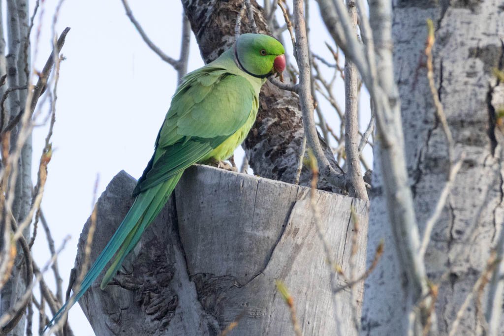 Yeşil Papağan