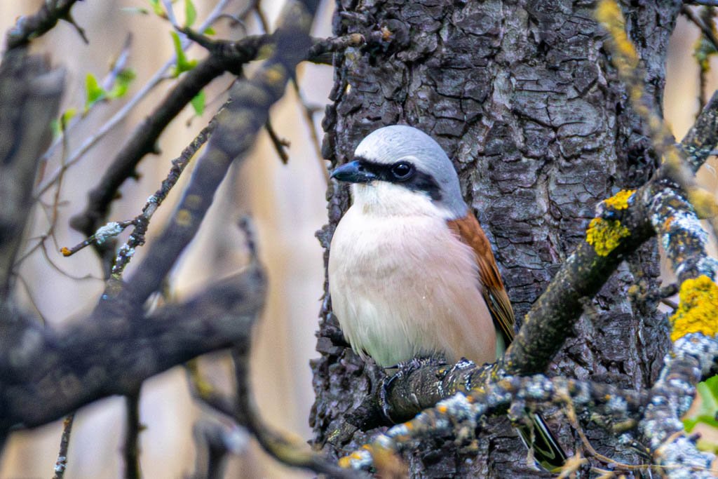 Kızıl sırtlı Örümcekkuşu