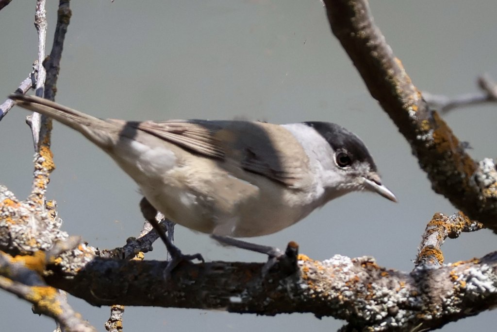 Karabaşlı Ötleğen