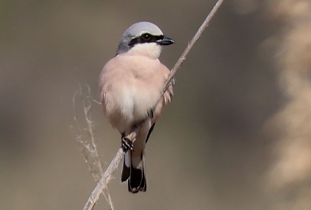 Kızıl sırtlı Örümcekkuşu