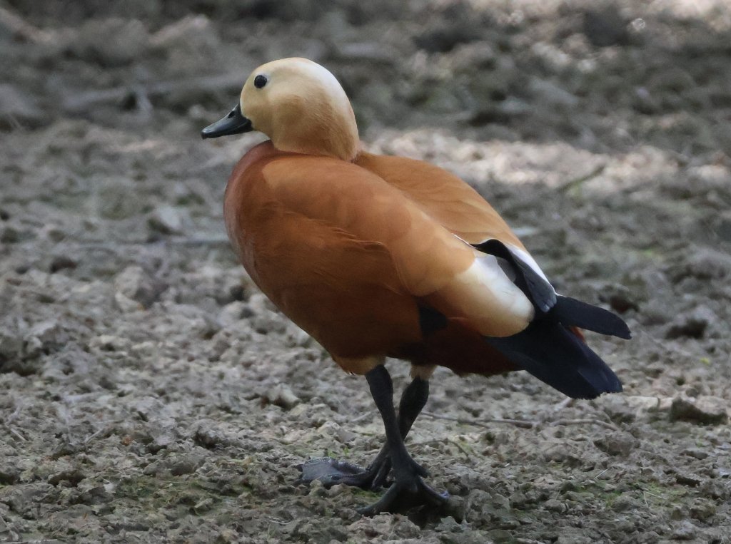 Angıt