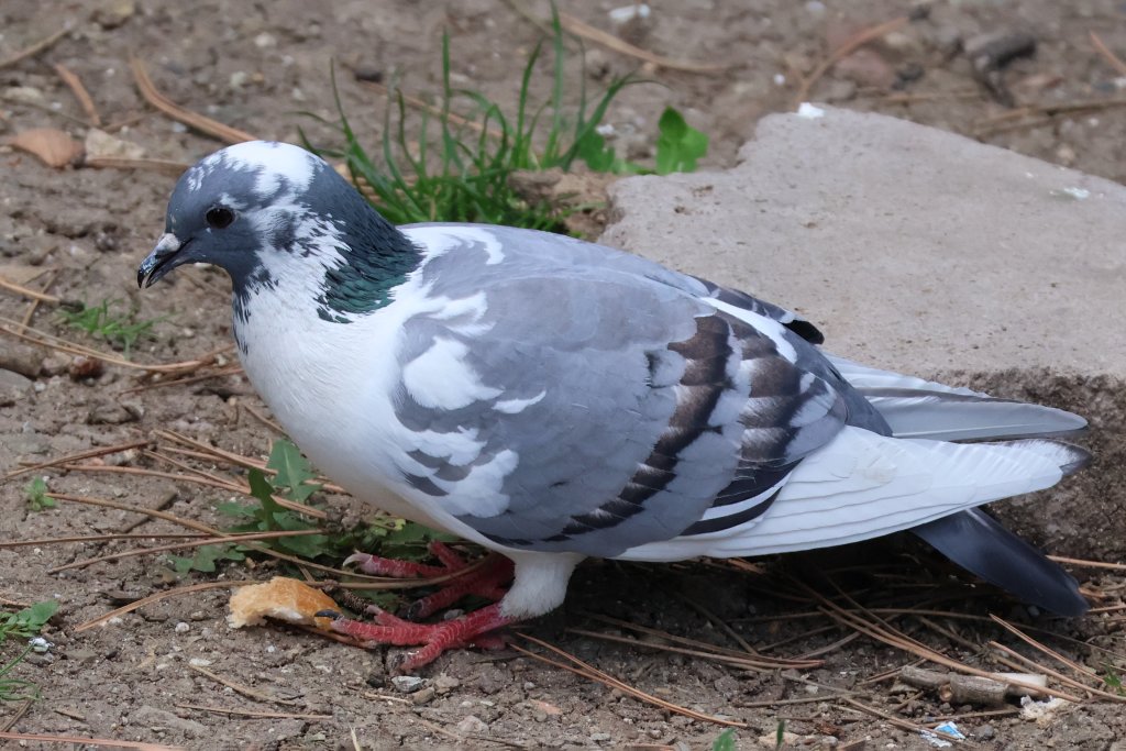 Kaya Güvercini