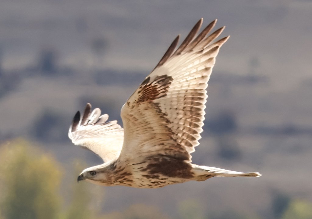 Kızıl Şahin