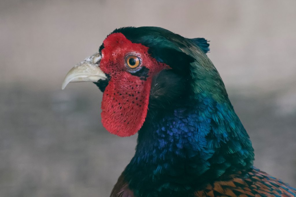 Sülün